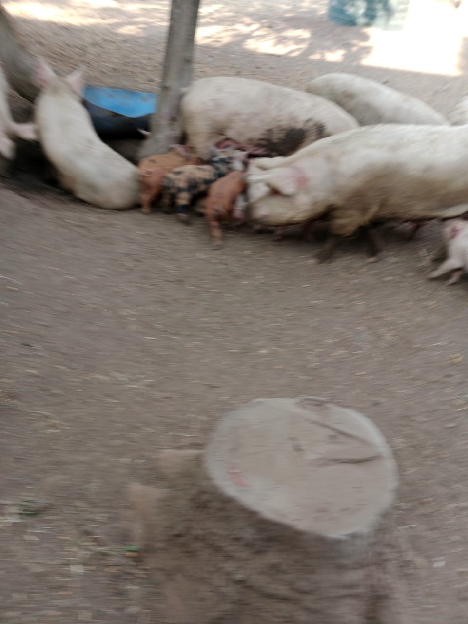 Farm Site